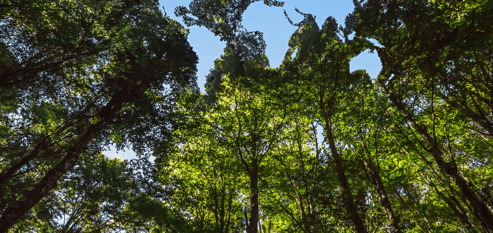 Estudo sobre diagnóstico ambiental nos Municípios revela falta de equipes e dependência de recursos da União